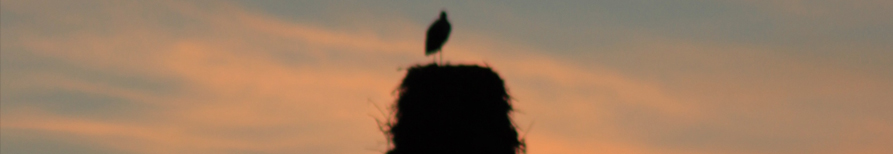 Banner de cabecera