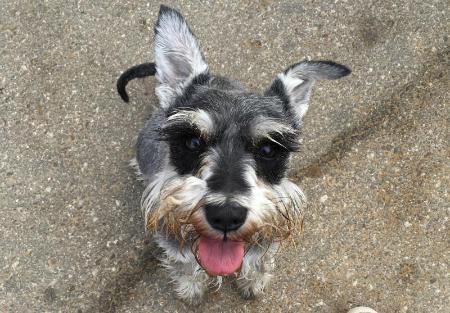 Imagen La Diputación pondrá en marcha un servicio de perros abandonados