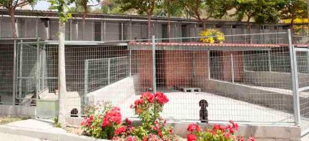 Imagen 39 municipios se acogen al convenio de la Diputación para recoger perros abandonados