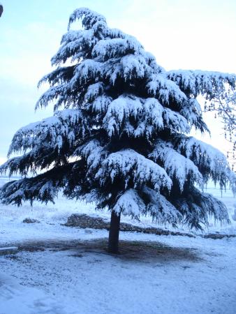 El pino nevado
