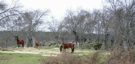 Imagen ANUNCIO DE SUBASTA DE PASTOS 2020