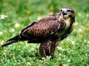 Ratonero Común (Buteo buteo)