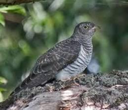 Cuco (Cuculus canorus)