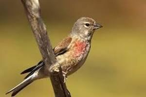 Pardillo Común (Carduelis cannabina)