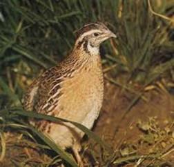 Codordiz (Coturnix coturnix)