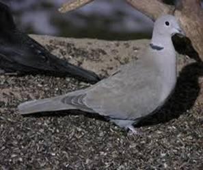 Tórtola Turca (Streptopelia  decaocto)