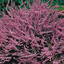 Brécol o Brecina (Calluna vulgaris)