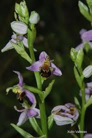 Orquídea (Ophris sp)