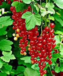 Frambueso (Ribes  sp)