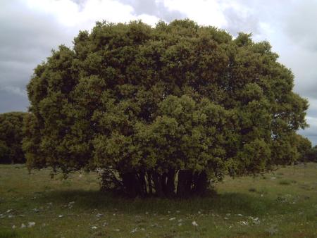 Monte del concejo1