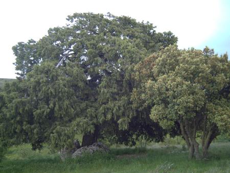 Monte del concejo4