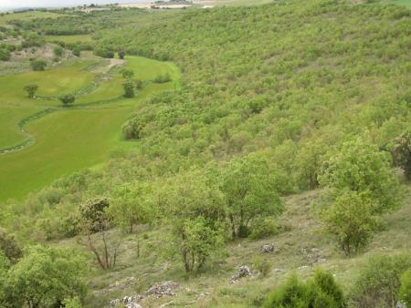 Monte del concejo5