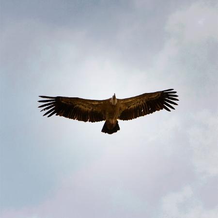 Despliegue el buitre leonado de libertad