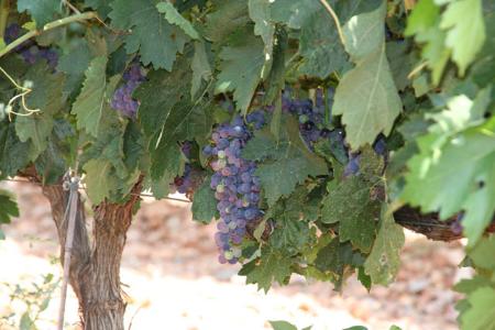 Racimo de uvas de un viñedo de Vino de Calidad Valtiendas