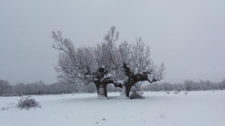 Nevada en la Dehesa de La Salceda
