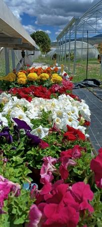 Imagen VIVERO ARBOLAND