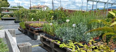 Imagen VIVERO ARBOLAND