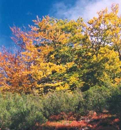 Hayedo