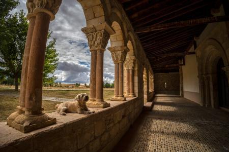 Imagen La imagen de un perro disfrutando del entorno de la iglesia de La Asunción del Duratón, tomada por Pedro Arranz, gana el octavo Concurso de Fotos de Prodestur
