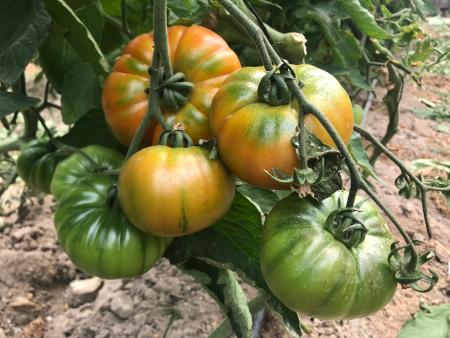 Martín Muñoz de las Posadas y Labajos obtienen marca de calidad para sus tomates y garbanzos con el apoyo del organismo Prodestur