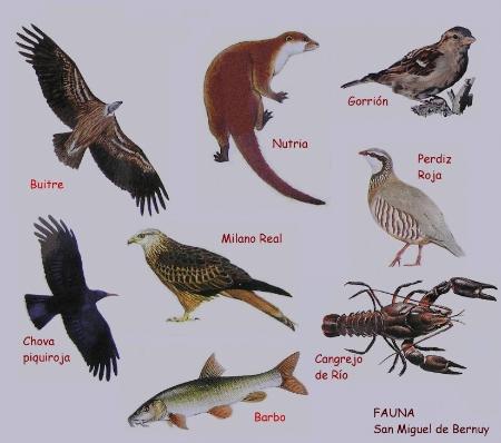 Imagen Fauna