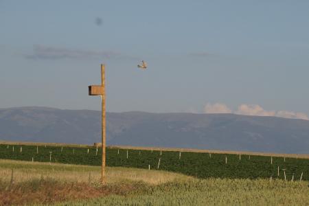 La Diputación de Segovia y GREFA se unen para el mantenimiento del Proyecto de Control Biológico de Topillos
