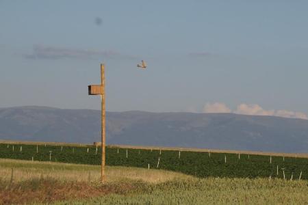 Imagen La Diputación de Segovia y GREFA se unen para el mantenimiento del Proyecto de Control Biológico de Topillos
