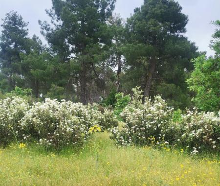 Imagen CABEZUELA, SELECCIONADO PARA EL PROYECTO 'SUMA FORESTAL'