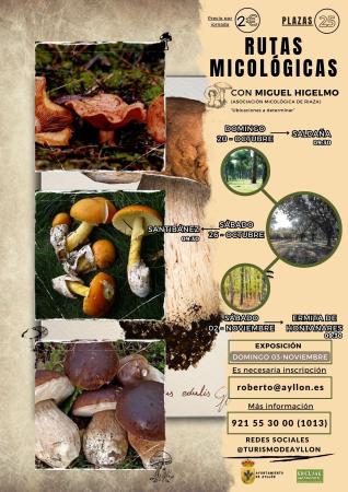 Imagen JORNADAS MICOLÓGICAS - OTOÑO 2024