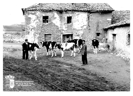 Las vacas de Pablo