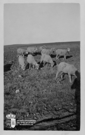Ovejas, 1925