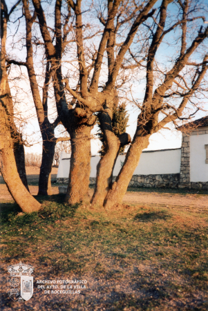 Los robles del cementerio