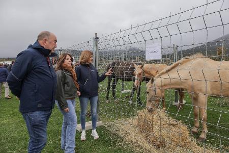Ganado, tradición y sabores de la provincia conquistan en Navafría a vecinos y visitantes en la novena parada de la Caravana de Alimentos de...